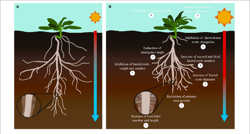 Understanding the Roots of the Shortage - Here To Know!